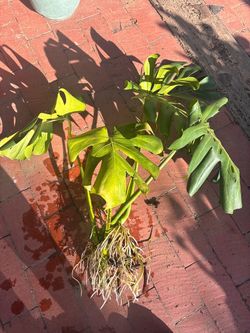 Monstera Deliciosa Live Plant with Roots