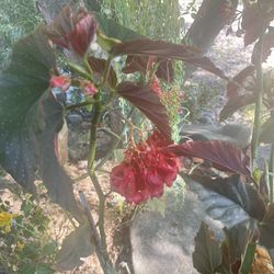 Begonias Plants Large 