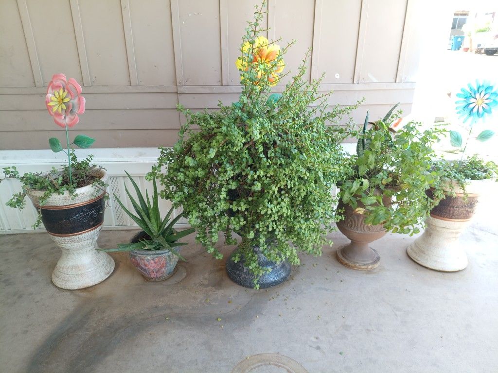 Plants