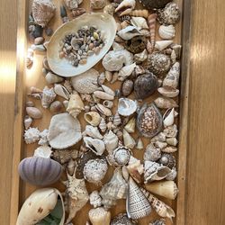 Collection of Shells - Center piece
