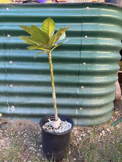 Plumeria Tree