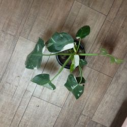 Live Plant Philodendron 
