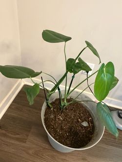 Potted Monstera Houseplant
