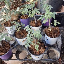 Tomatoes Plant Starts