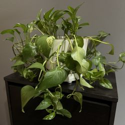 Golden Pothos Plant