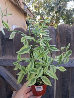 Jacob's Ladder Plant $18