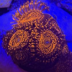 Darth Maul Zoa Located In Menifee 