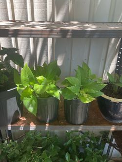 Pothos plants