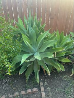 Foxtail Agave