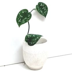 Silver Satin Pothos Money Plant/ House Plant/ Indoor Plant 