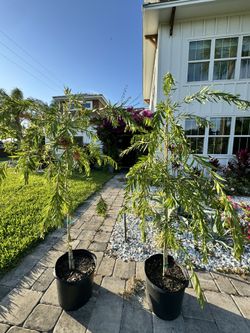 Bottle brush trees 