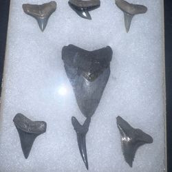 Megalodon Shark Teeth Set 