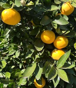 Delicious Pink Grapefruit