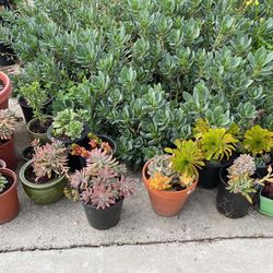 Miscellaneous Succulents $3 And Up Call {contact info removed}