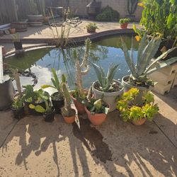 Cactus And Succulent Variety
