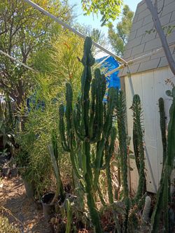 Euphoria cactus succulent plant