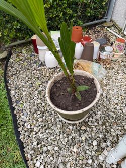 3 foot coconut tree