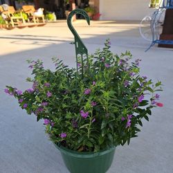 Mexican Header Beautiful And Healthy HANGING BASKETS PLANTS ARRIVED. $14 each