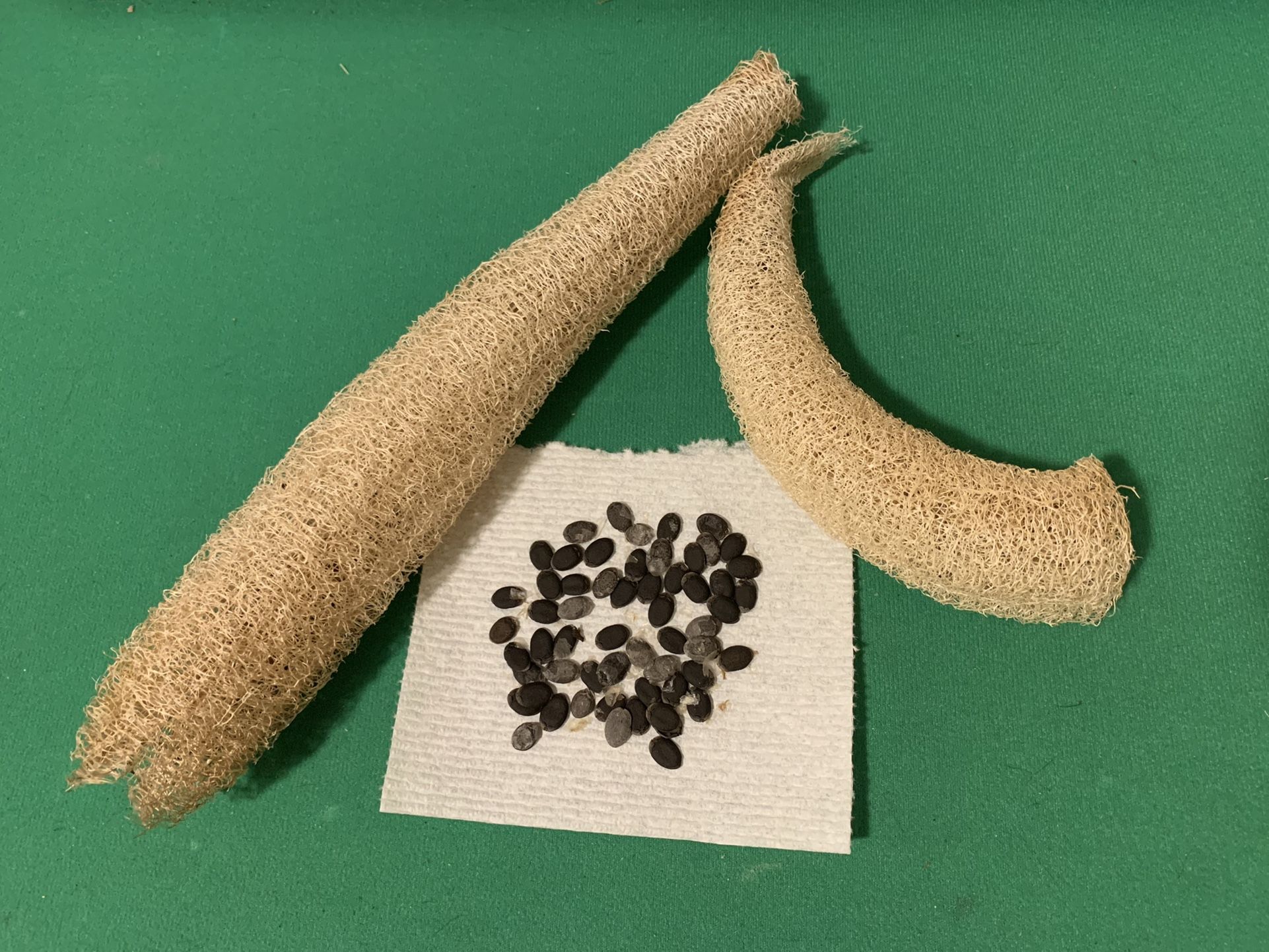Loofah Seeds