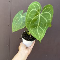 Anthurium Clarinervium In 4” Pot 