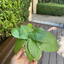 Pothos cuttings 