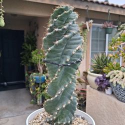 Tornado 🌪 or Spiral Cactus 🌵 $48