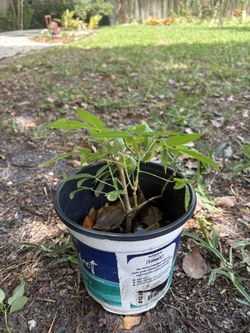 Yuca Cassava Plant