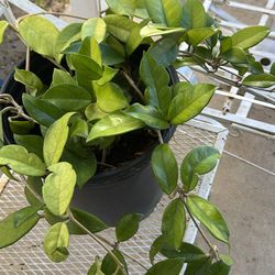 Hoya plant blooms white flowers