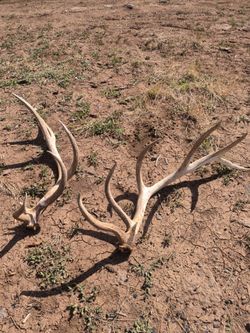 Elk antlers pair