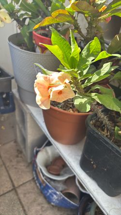 Corona De Cristo Yogur
