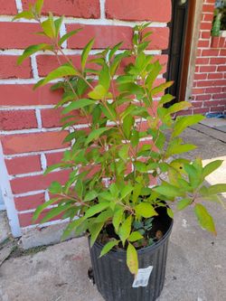 Muicle  plant