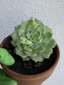 Echeveria Flower Succulent Plant Houseplant Rooted We also have other plants.