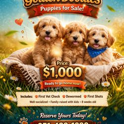 GOLDEN DOODLE PUPS