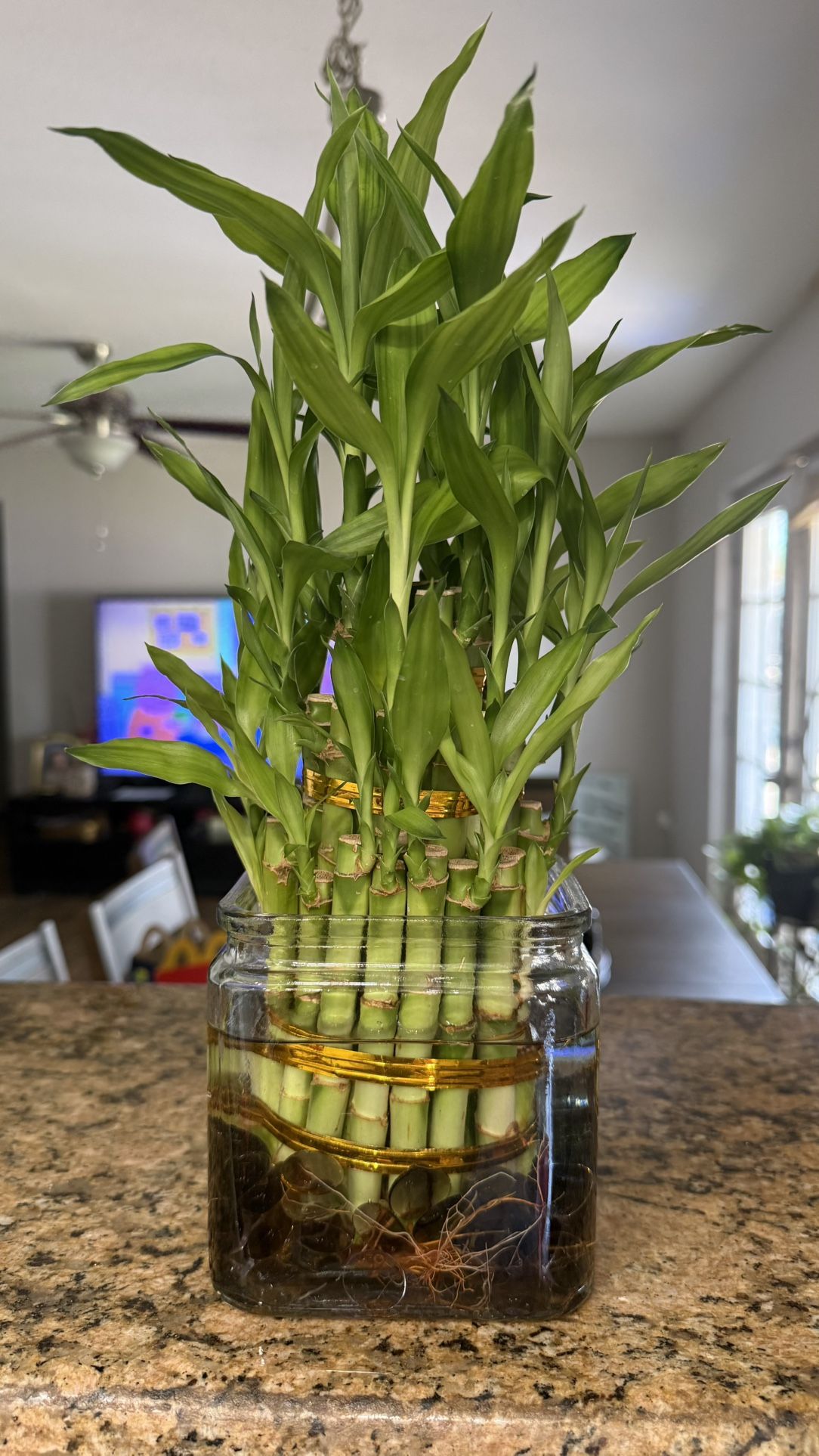 Beautiful Plant 🌱 Plantas Bamboo