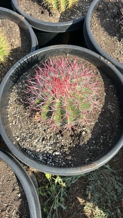 Red Golden Barrel 15g