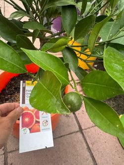 Pin naval orange cara cara fruiting