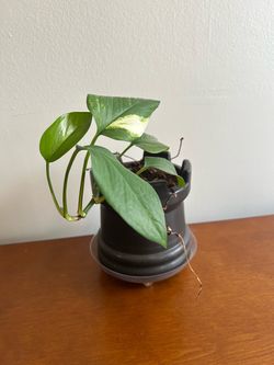 Pothos Houseplant in Black Pot
