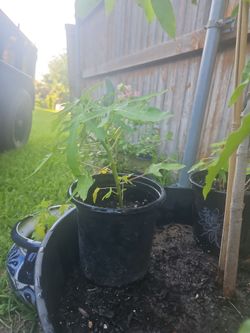 Planta de papaya
