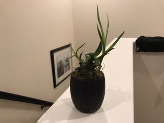 Unknown succulent in black lightweight pot