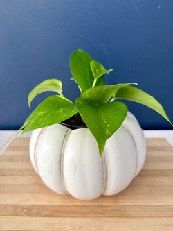 Golden Pothos in White Pumpkin Planter