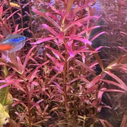 Rotala Indica Red