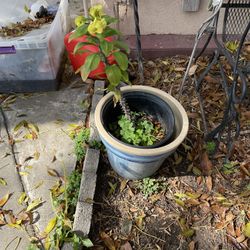 Plant