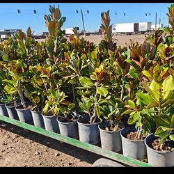 Magnolias Tree 3gallones 3ft Tal 