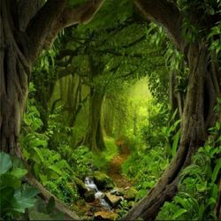 Enchanted forest backdrop 10ft X 10ft 

(Fairytale)
