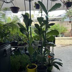 Fiddle Fig Leaf Plant