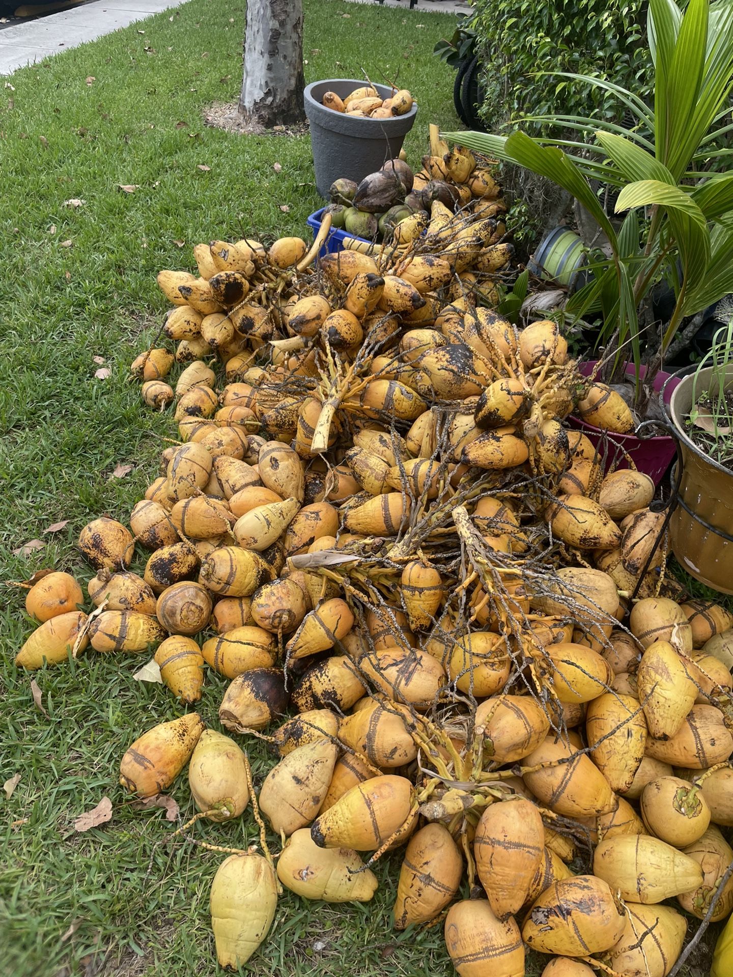 Best Coconuts In Town
