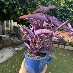 Beautiful Plant 🌱 