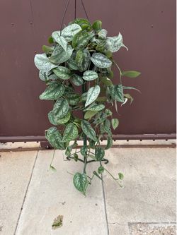 8” huge Scindapsus exótica