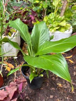 Peace lily plant