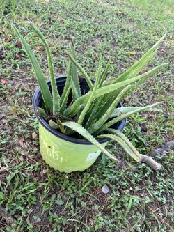 Aloe Vera plant 🪴